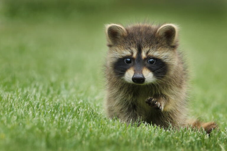 how to hunt raccoons at night without dogs