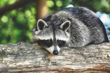 Will A BB Gun Kill A Raccoon?