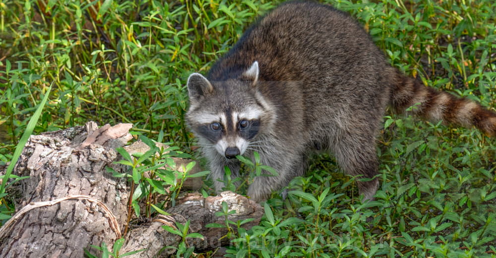 can you hunt raccoons at night