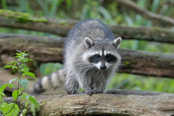 Can You Hunt Raccoons At Night?