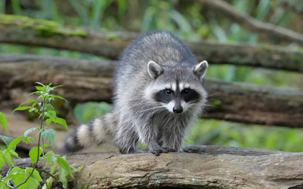 can you hunt raccoons at night