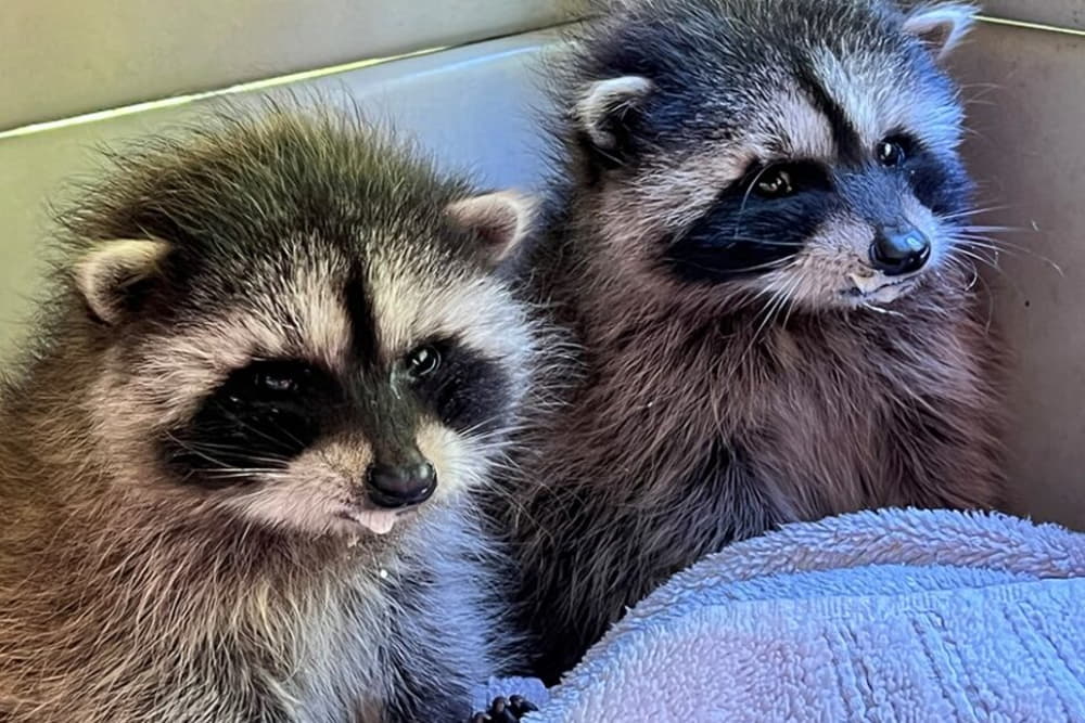 do pregnant raccoons come out during the day