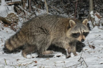 Do Raccoon Hibernate In Winter?