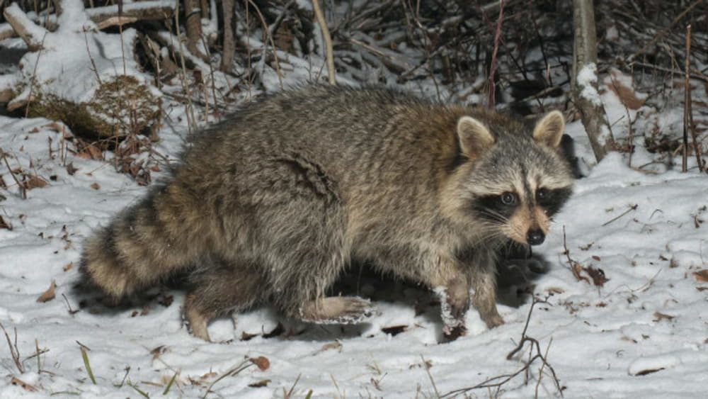 do raccoon hibernate in winter