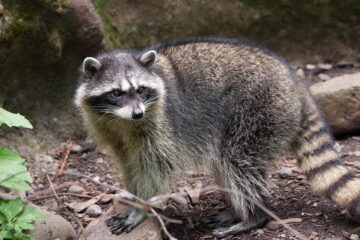 How Far Do Raccoons Travel In A Night?