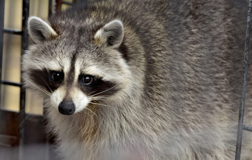 is it illegal to kill a raccoon on your property