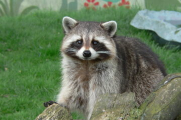 Is It Illegal To Kill A Raccoon On Your Property?