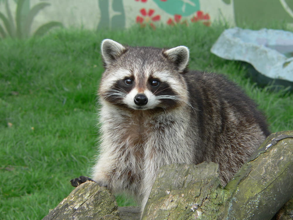 is it illegal to kill a raccoon on your property