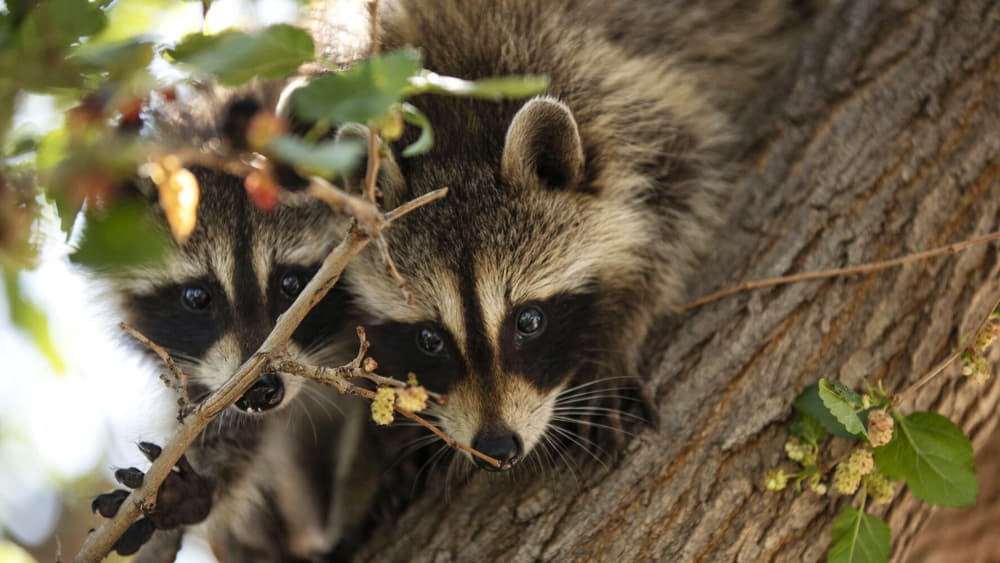 raccoon gestation period