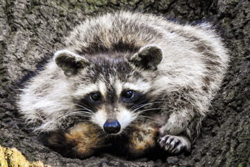 All About Raccoon Gestation Period