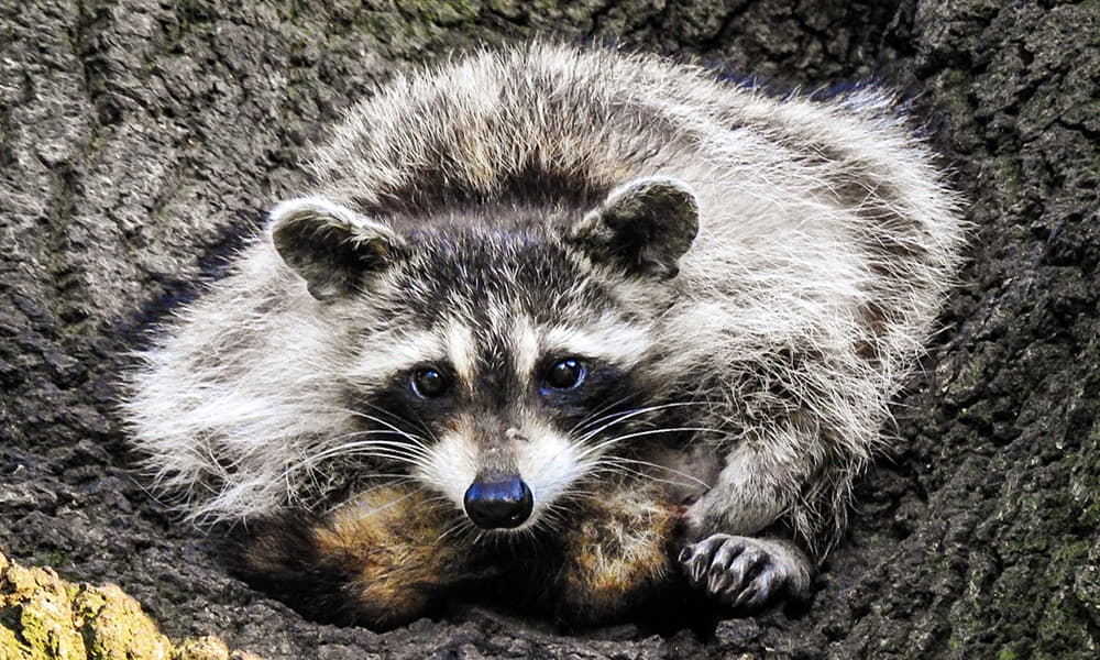raccoon gestation period