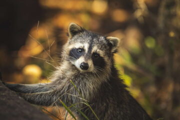 Raccoon Mating Season And Things To Know