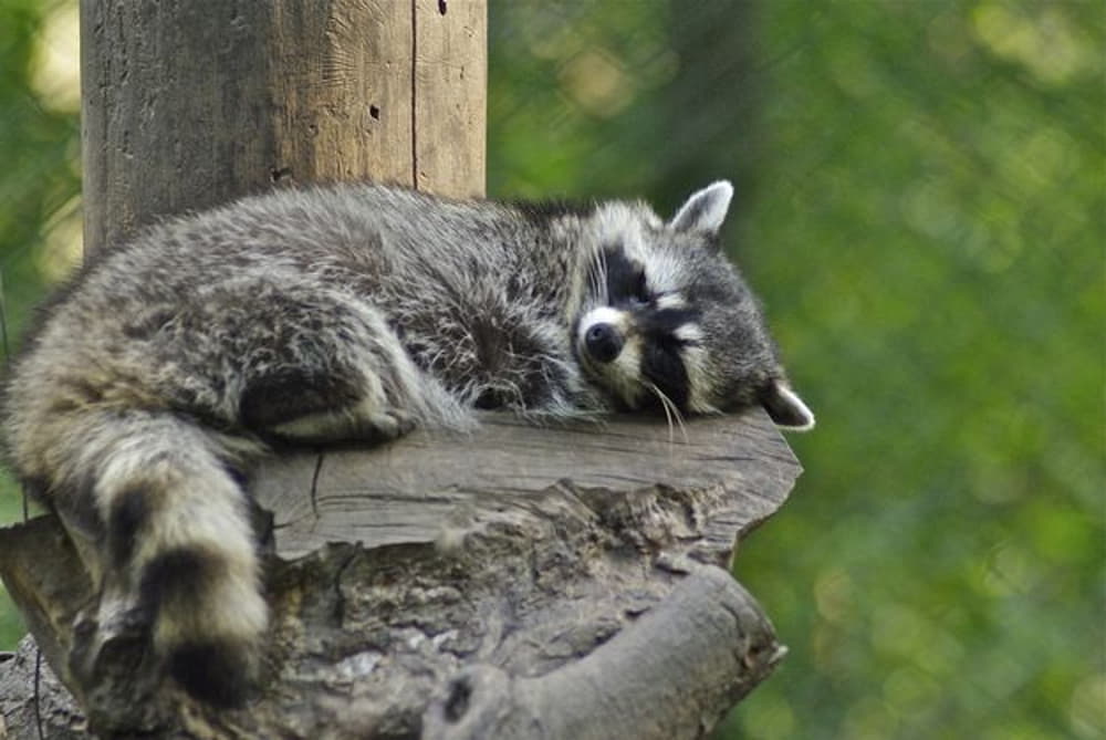 When Do Raccoons Sleep?