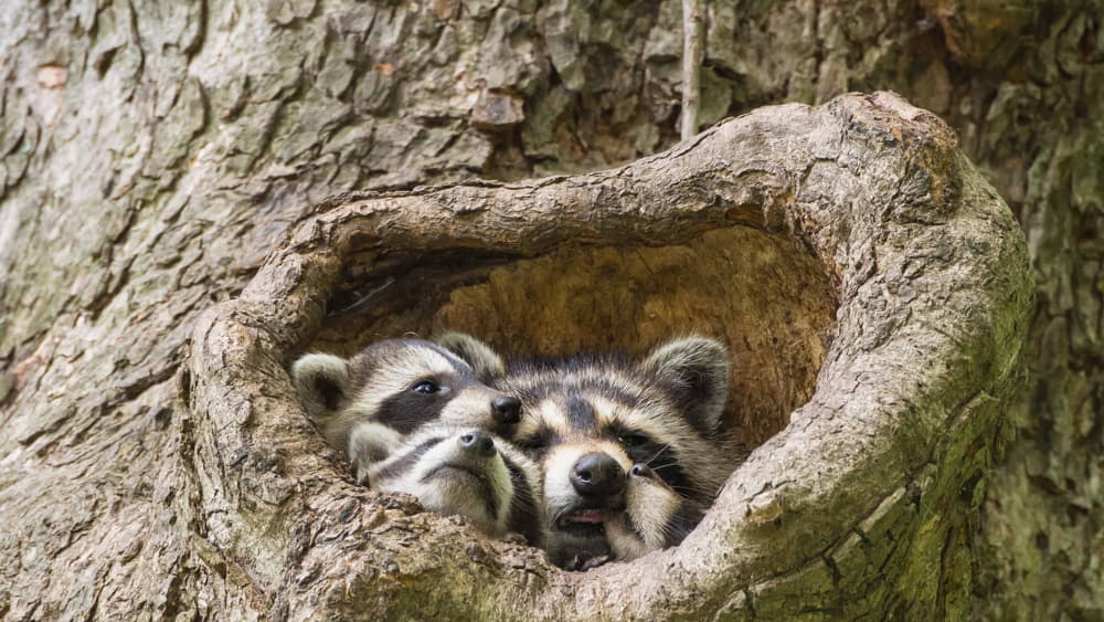 When Do Raccoons Sleep?