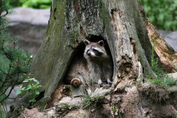 When Do Raccoons Sleep?