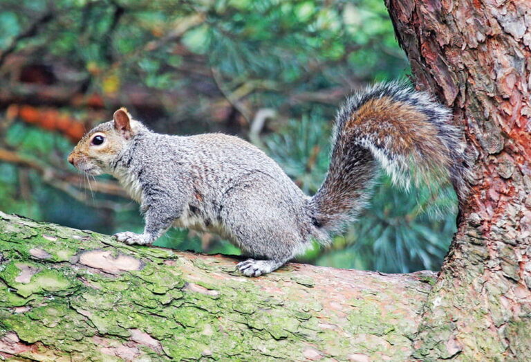 Is It Legal To Hunt Squirrels?