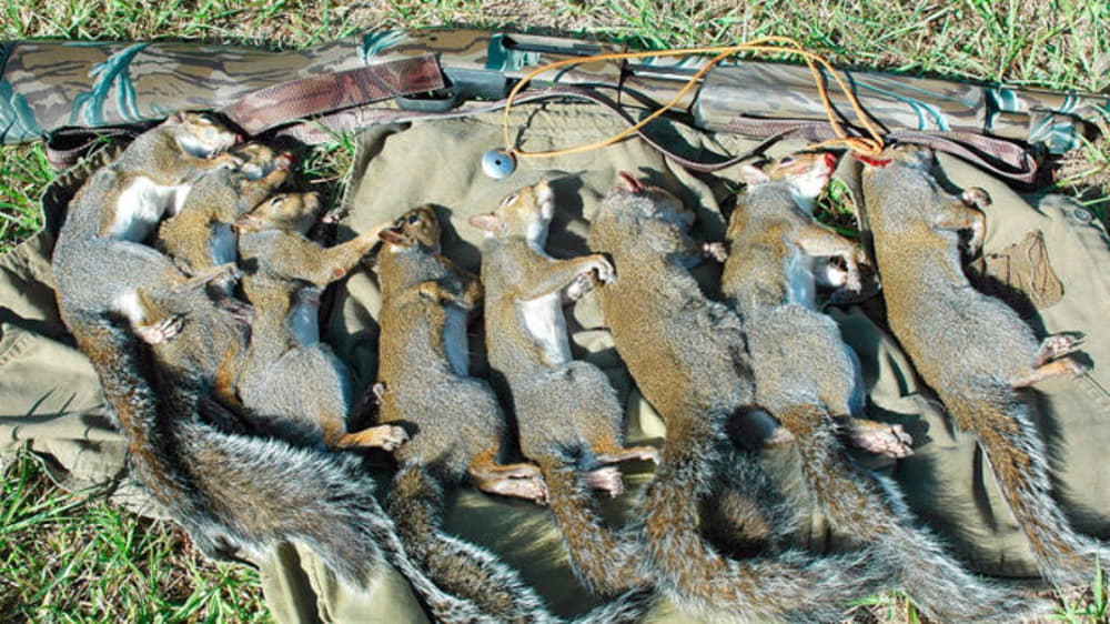 squirrel hunting with a 22