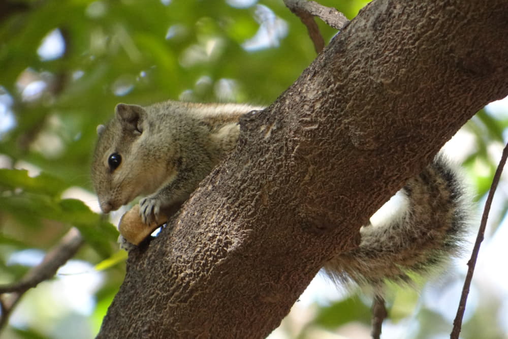 what to wear squirrel hunting