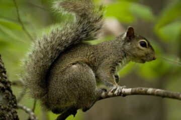 Can You Hunt Squirrels Year-Round?