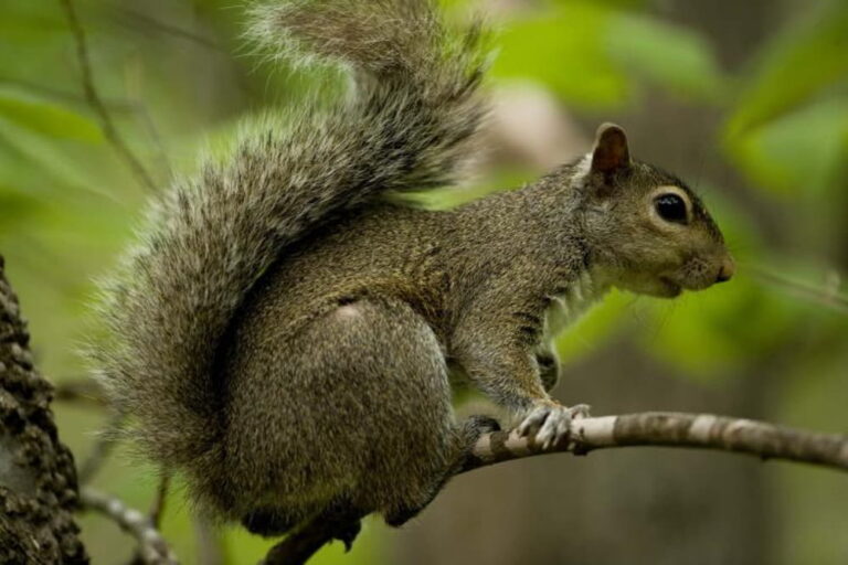 can you hunt squirrels year-round