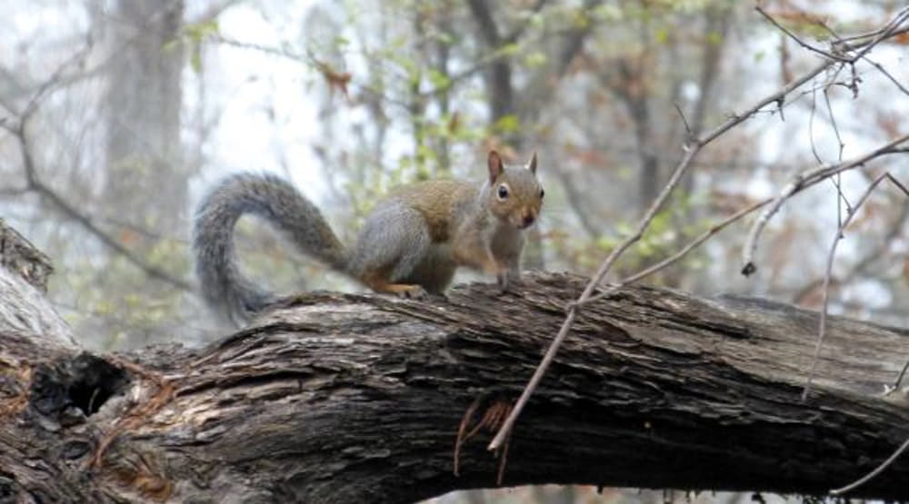 squirrel hunting license