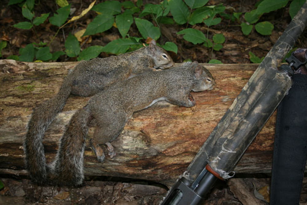 squirrel hunting license