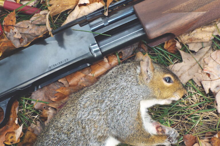 squirrel hunting with 12 gauge