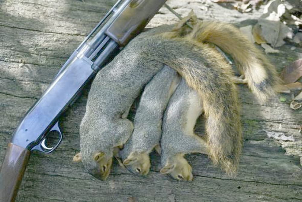 best way to squirrel hunt