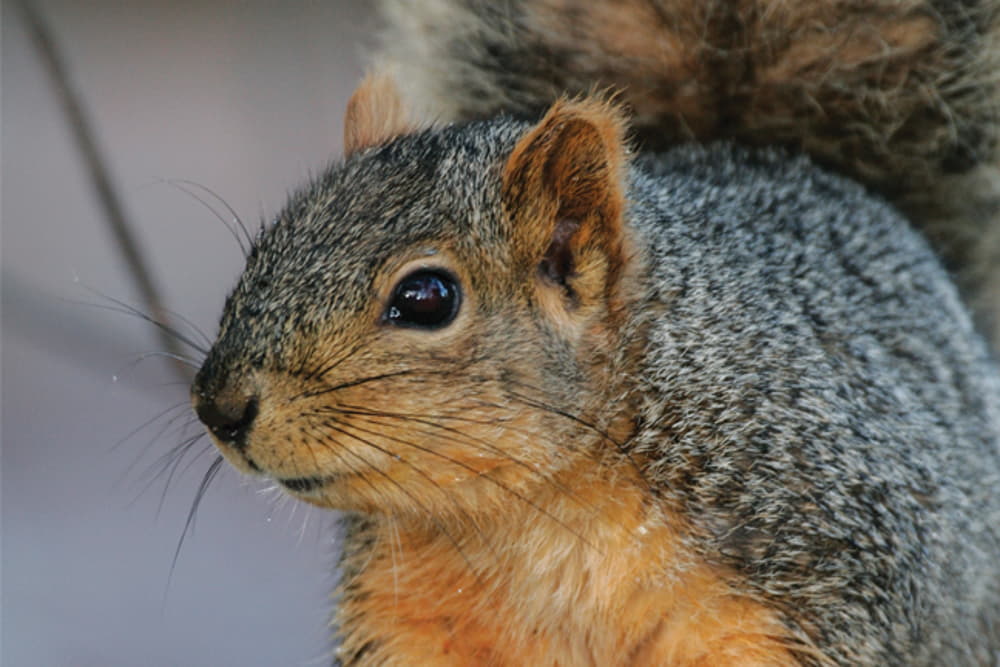 best way to squirrel hunt