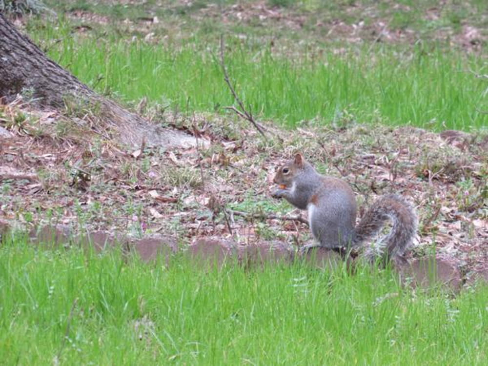 can i hunt squirrels in my backyard