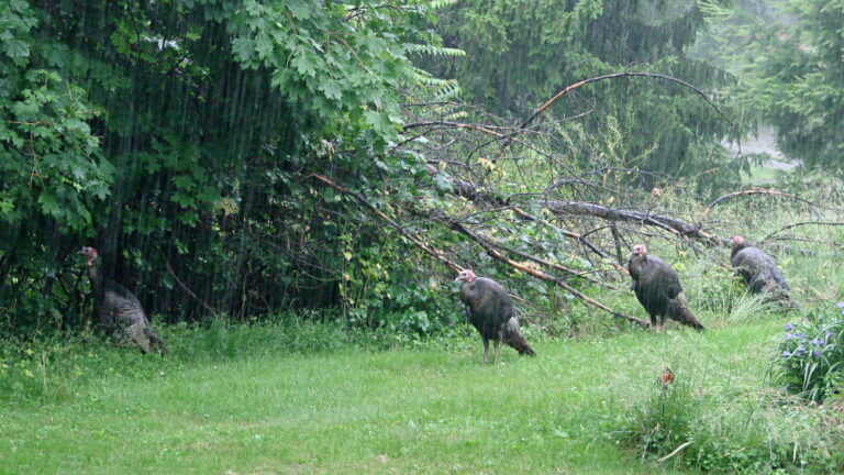 Turkey Rain Do Turkeys Come Out In The Rain?