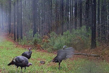 Do Turkeys Come Out In The Rain?