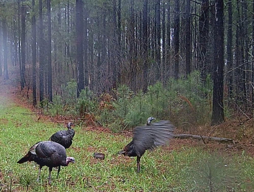 do turkeys come out in the rain