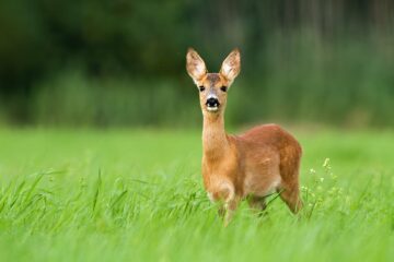 The Science of Deer Vision: How They See the World and Spot Predators