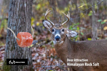 Why are Himalayan Salt Blocks Essential for Deer Health?