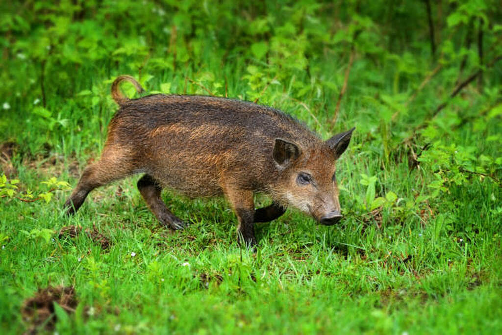 Can Hogs Smell Hunters Better Than Deer