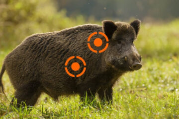Can Hogs Survive Bad Shots? The Truth About Wild Hog Toughness