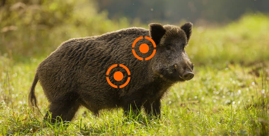 Can Hogs Survive Bad Shots