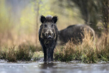 Hog Hunting in the Rain: Better Success or Big Mistake?