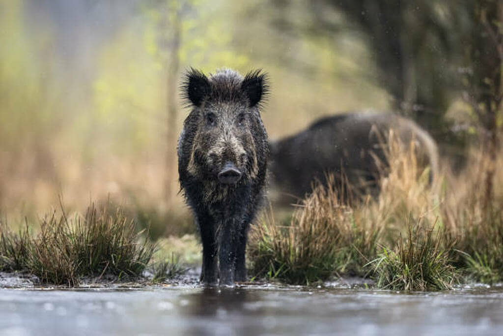 Hog Hunting in the Rain