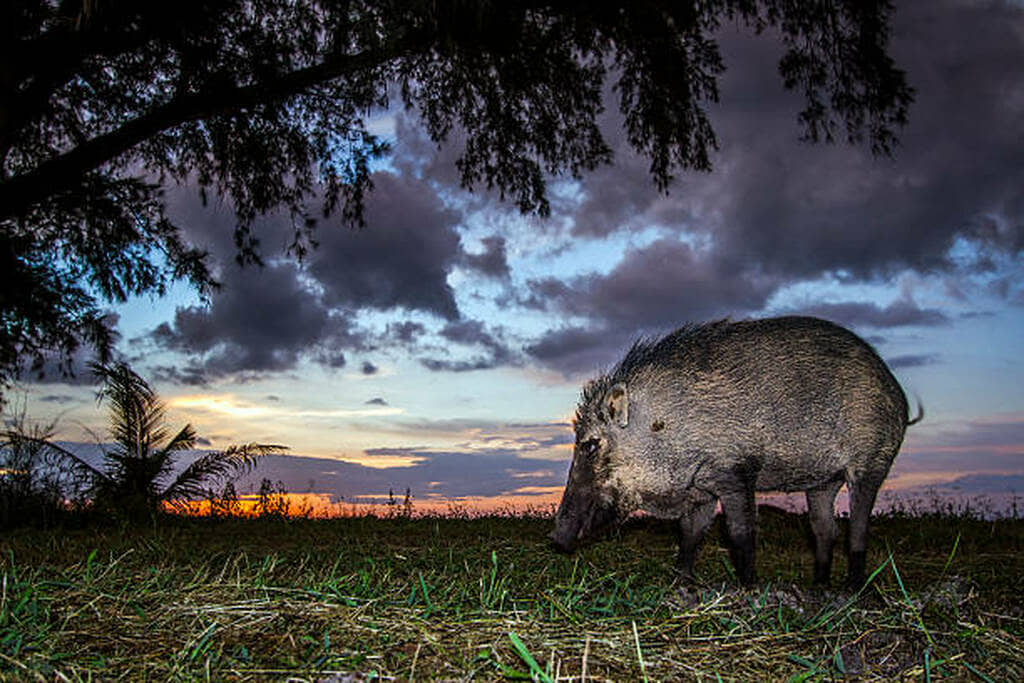 How Moon Phase and Weather Affect Hog Hunting