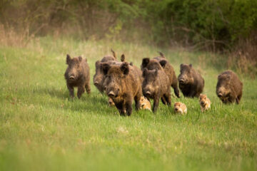 How to Find Hog Bedding Areas: Complete Beginner’s Guide