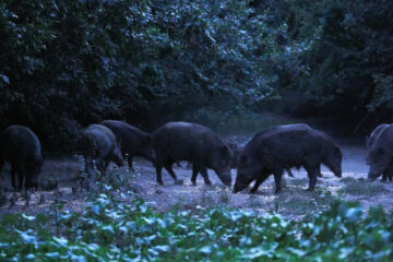 Why Hogs Become Nocturnal: The Real Reasons Wild Hogs Shift to Nighttime Activity