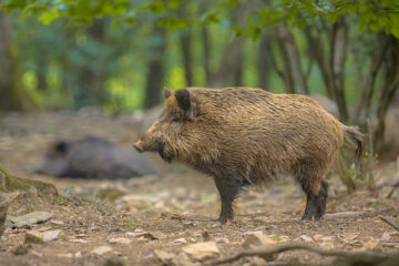 Why Hogs Disappear After Pressure and Where They Go