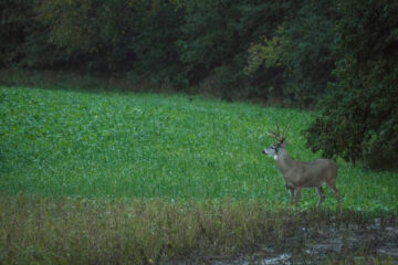Best Food Plot Mix for Deer in Fall