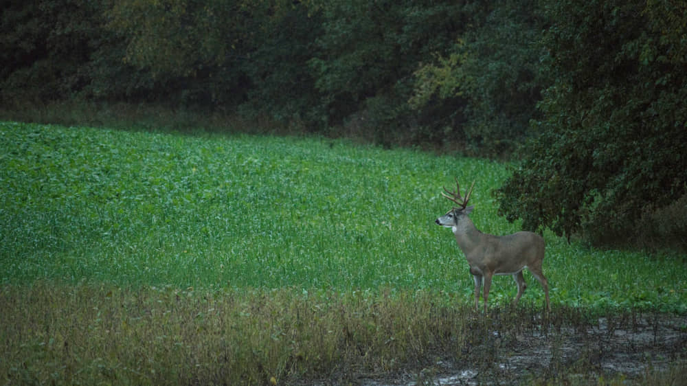 Best Food Plot Mix for Deer in Fall