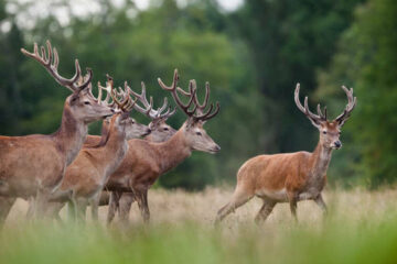 When Do Deer Shed Their Antlers? Seasonal Guide