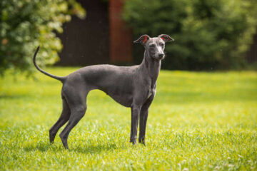 Are Greyhounds Good for Hunting Coyotes? Pros, Cons & Tips