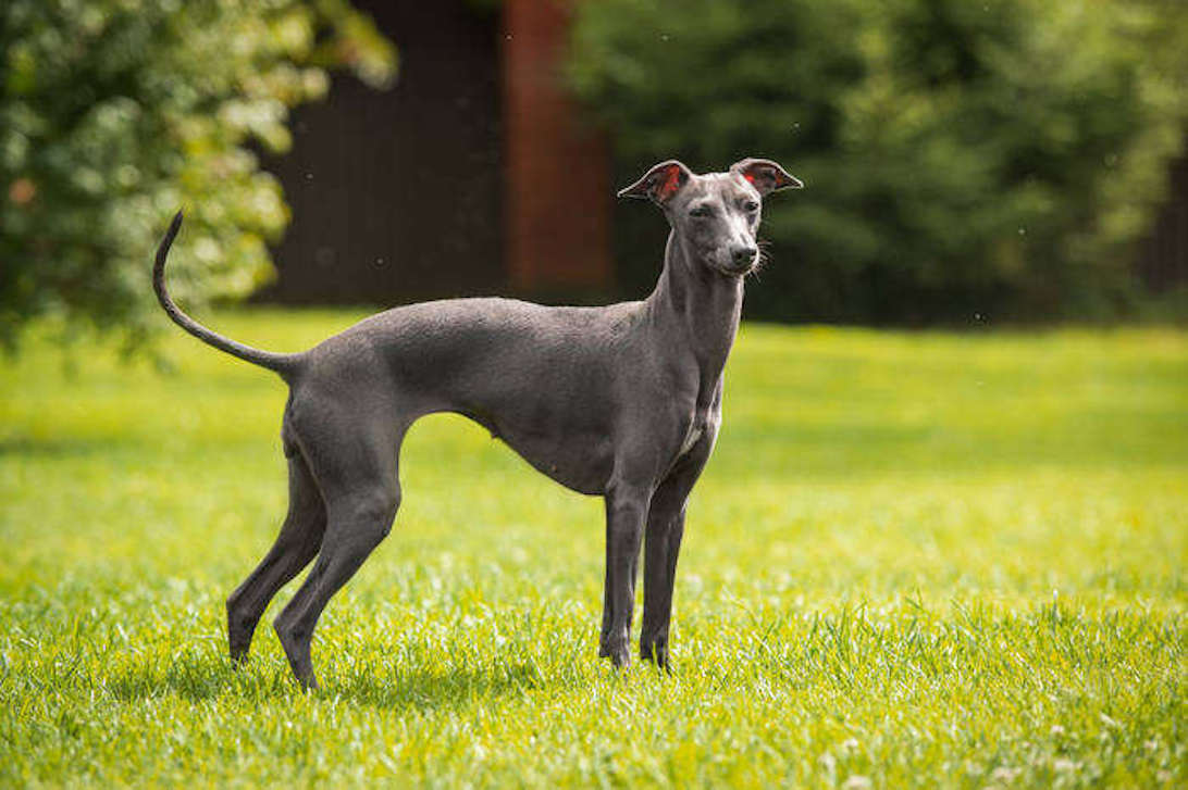 are greyhounds good for hunting coyotes