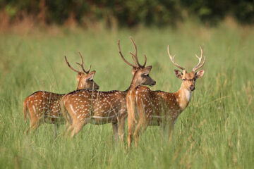 25 Axis Deer Facts: Habitat, Diet, Behavior, and Adaptations